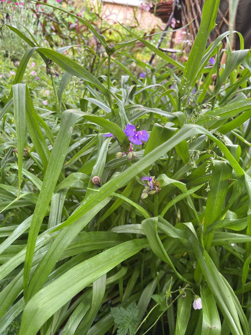 Dreimasterblume — Bild 3