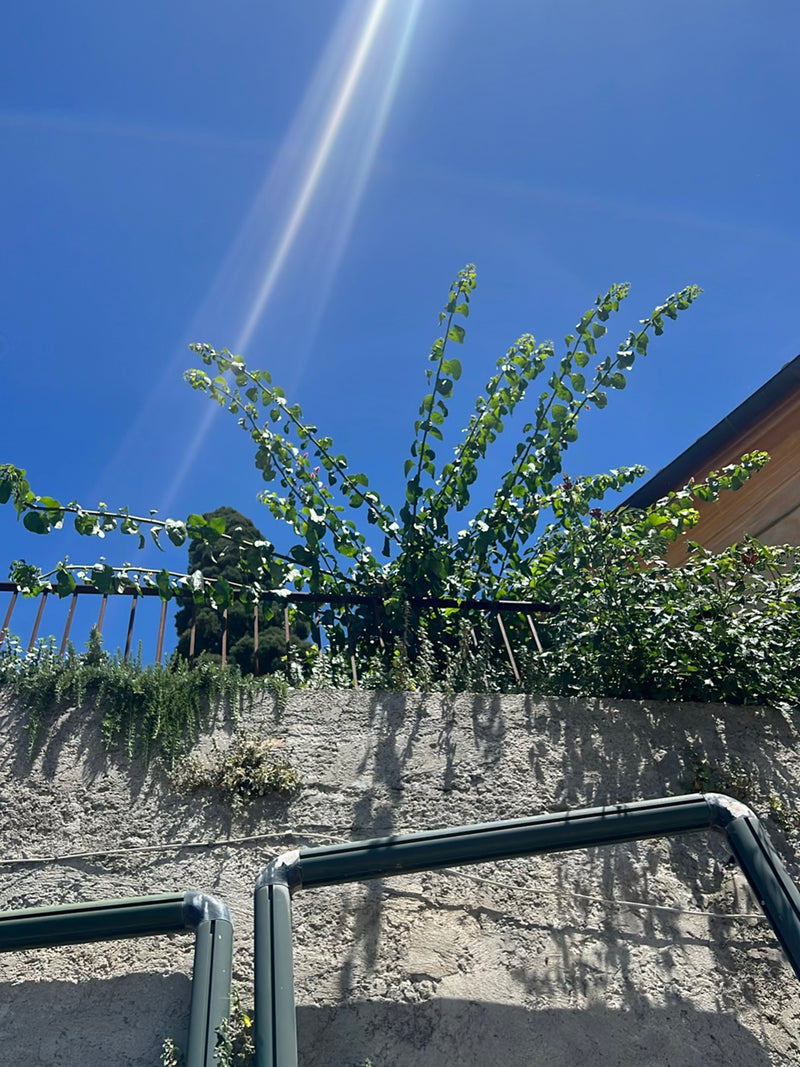 Bougainvillea — Bild 2