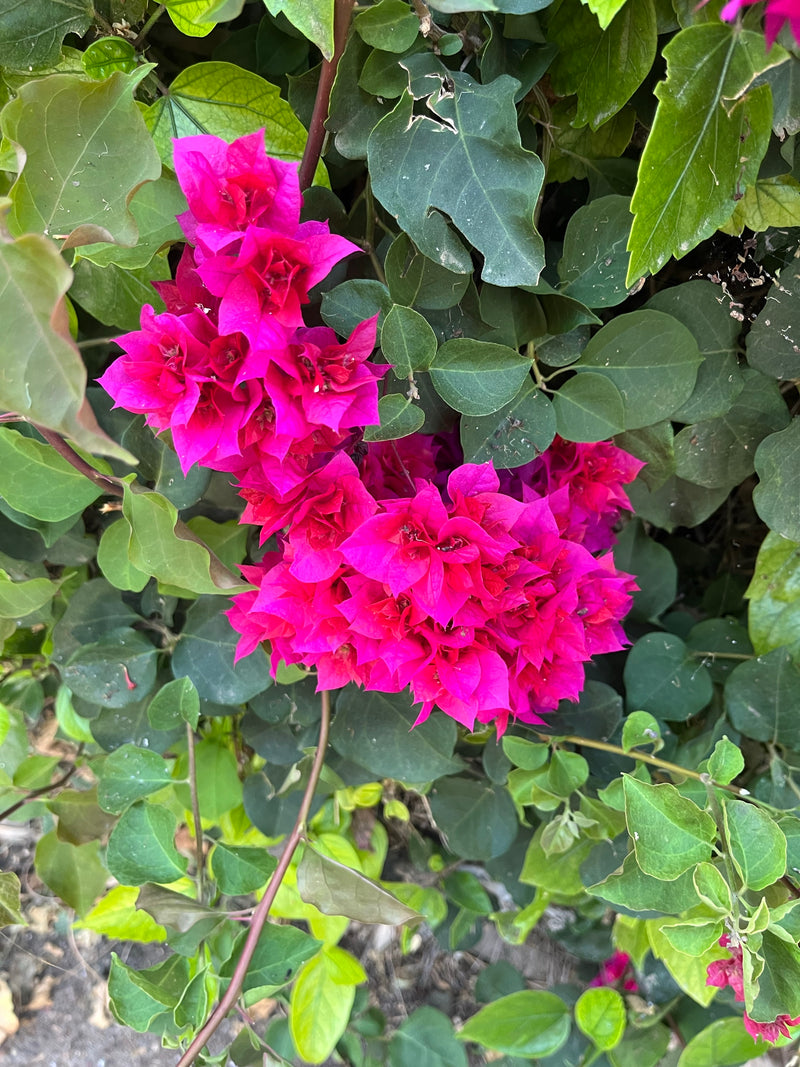 Bougainvillea — Bild 5