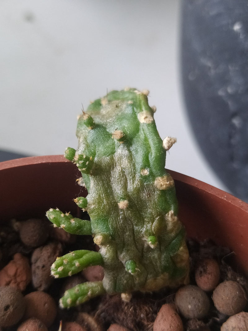 Drohender Feigenkaktus — Bild 1