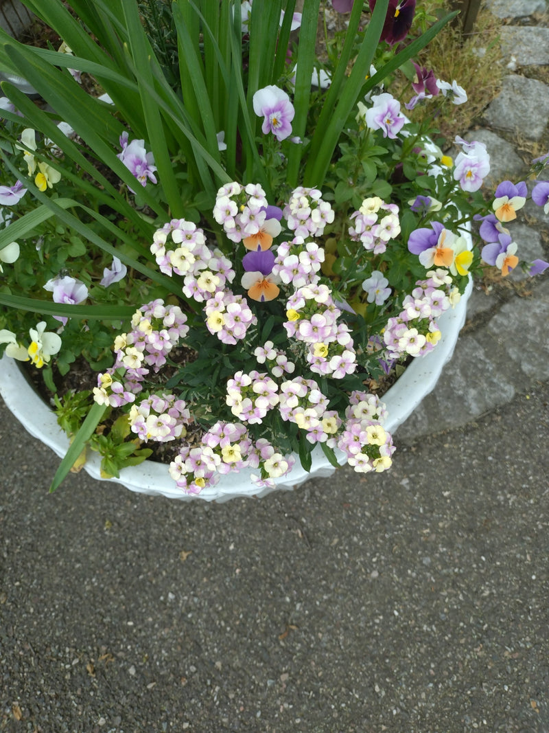 Duftsteinrich — Bild 1