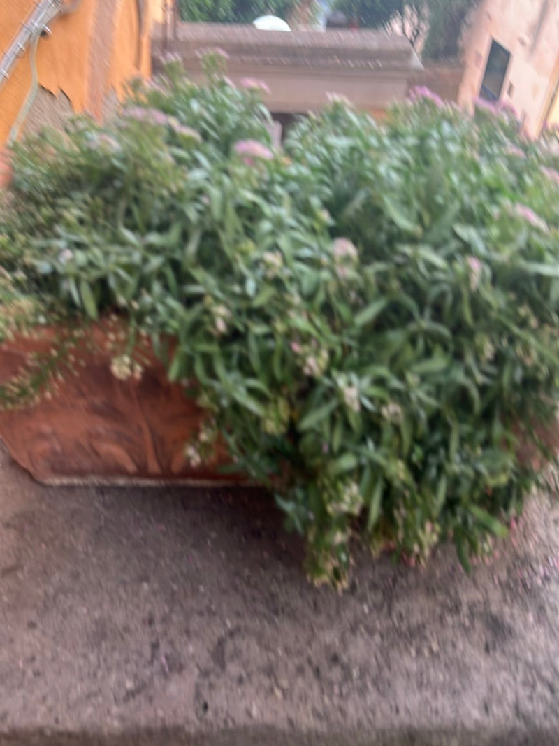 Duftsteinrich — Bild 3