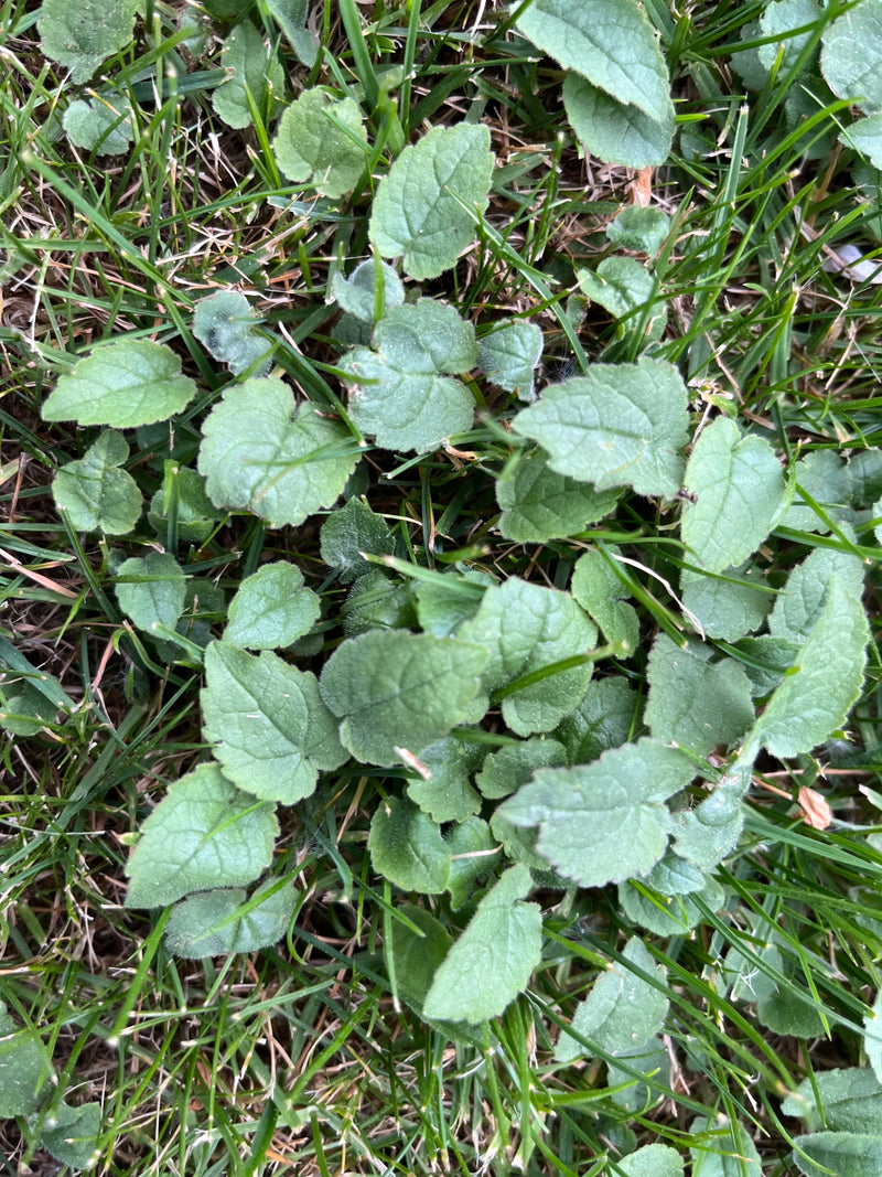 Duftveilchen — Bild 1