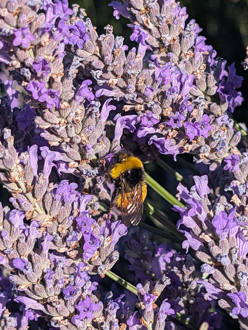 Dunkle Erdhummel — Bild 1