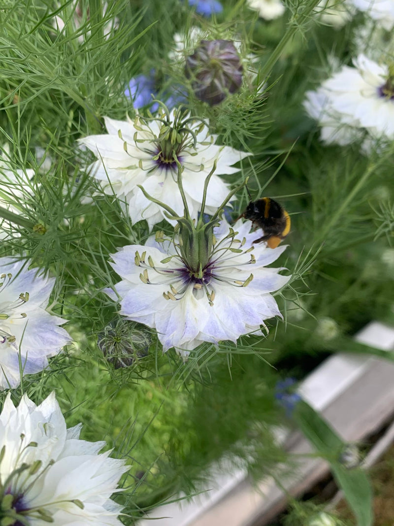 Dunkle Erdhummel — Bild 4