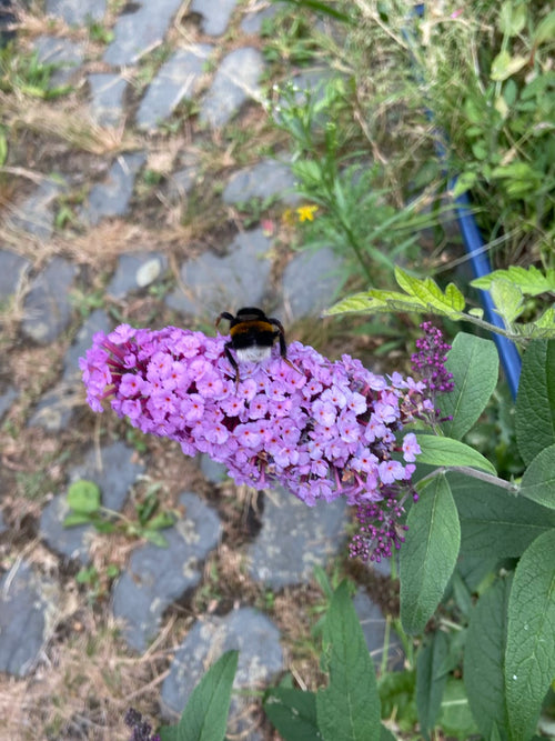 Dunkle Erdhummel (Bombus terrestris), 22.07.2026
