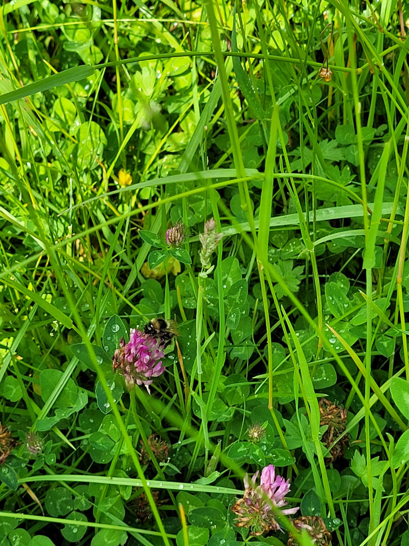 Dunkle Erdhummel — Bild 3