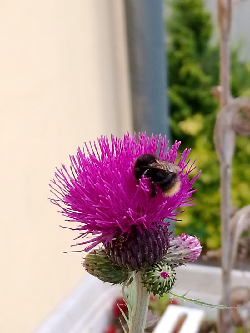 Dunkle Erdhummel — Bild 4