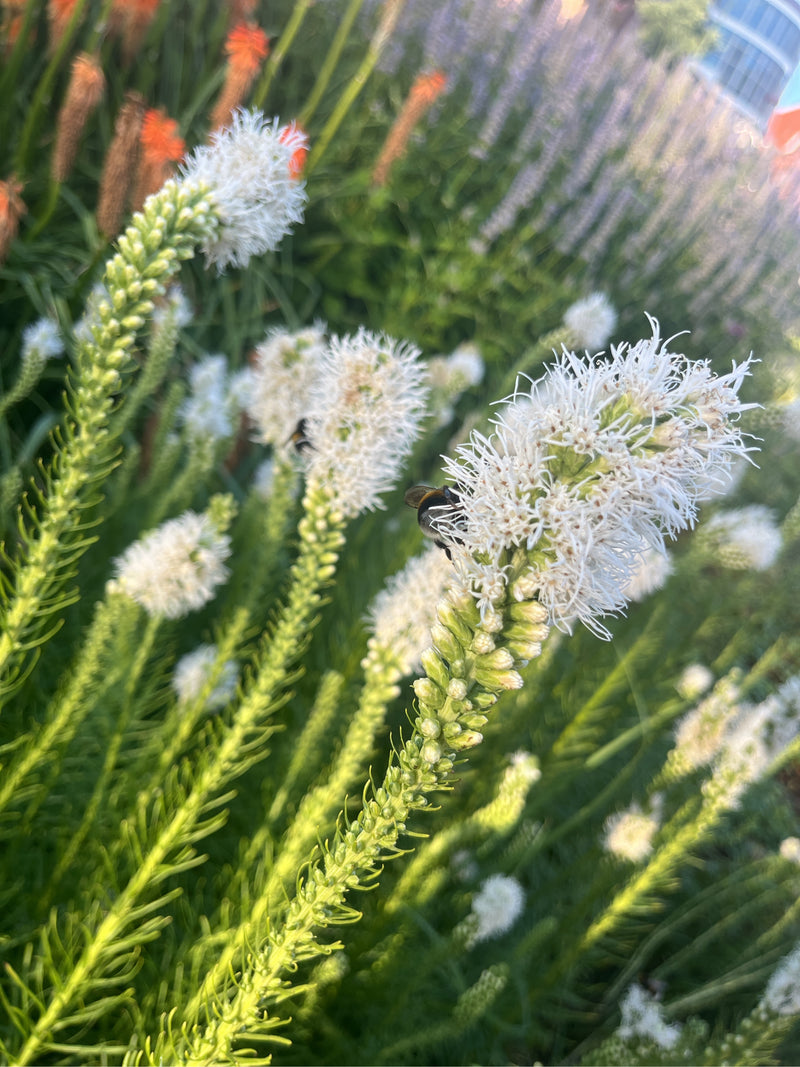 Dunkle Erdhummel — Bild 2