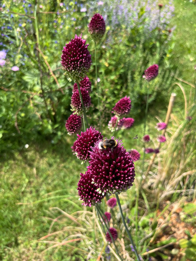 Dunkle Erdhummel — Bild 1