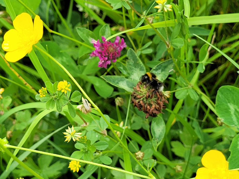 Dunkle Erdhummel — Bild 5
