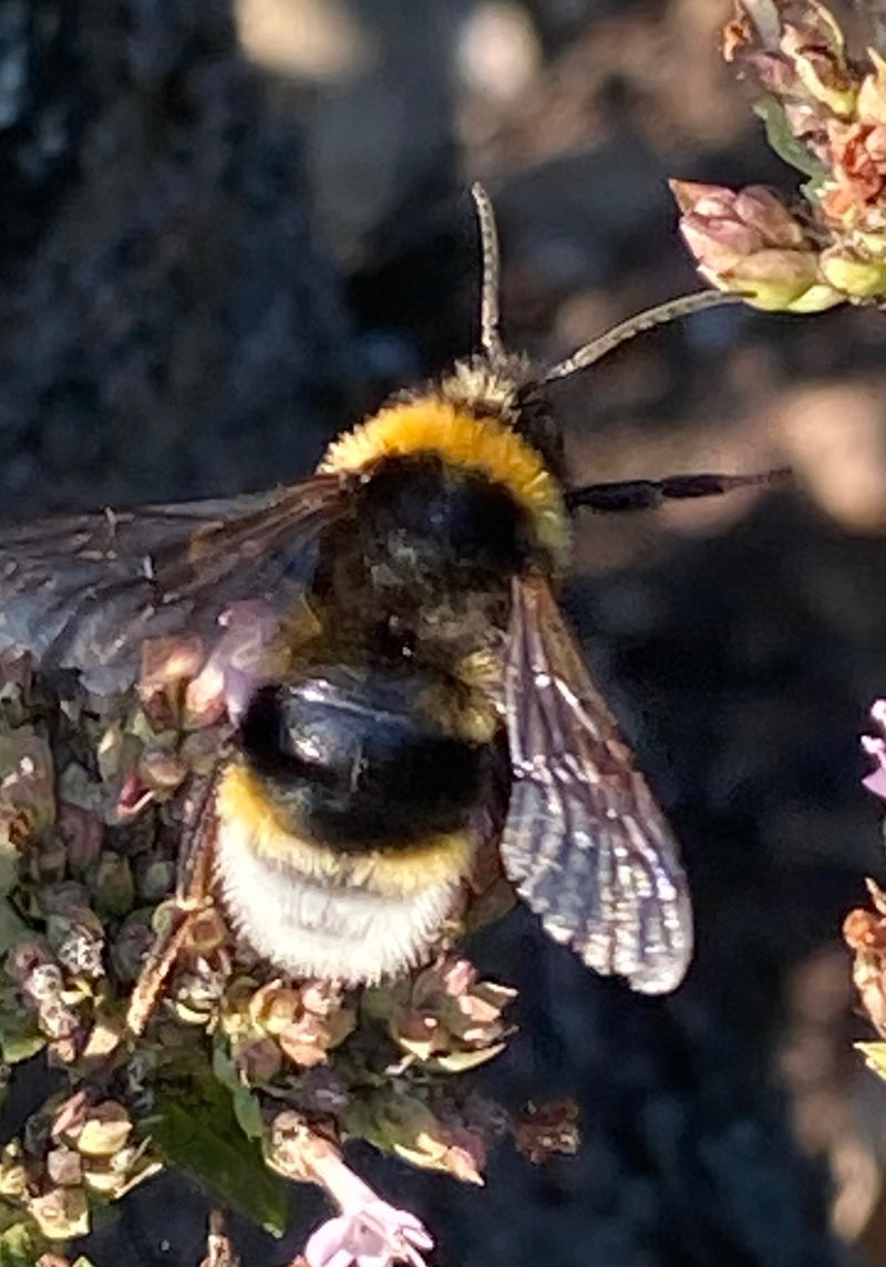 Dunkle Erdhummel — Bild 1
