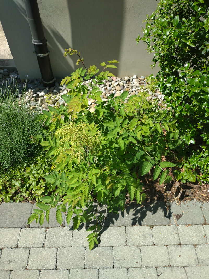 Eberesche — Bild 3