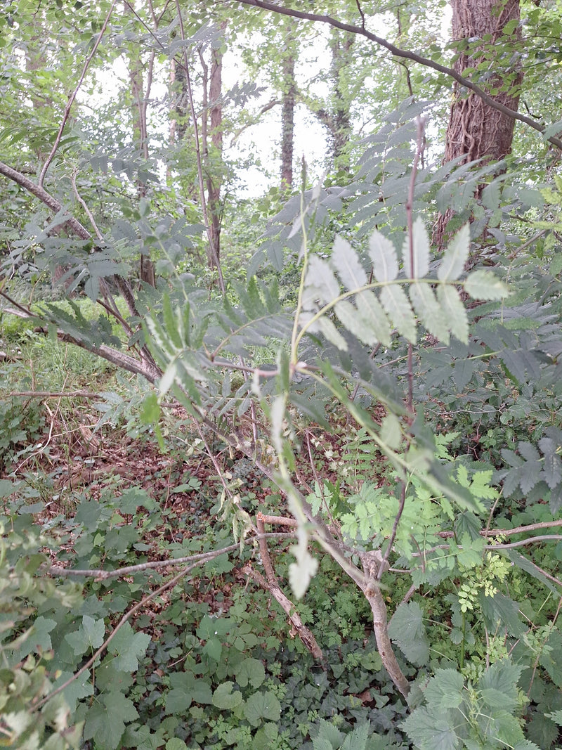 Eberesche — Bild 4