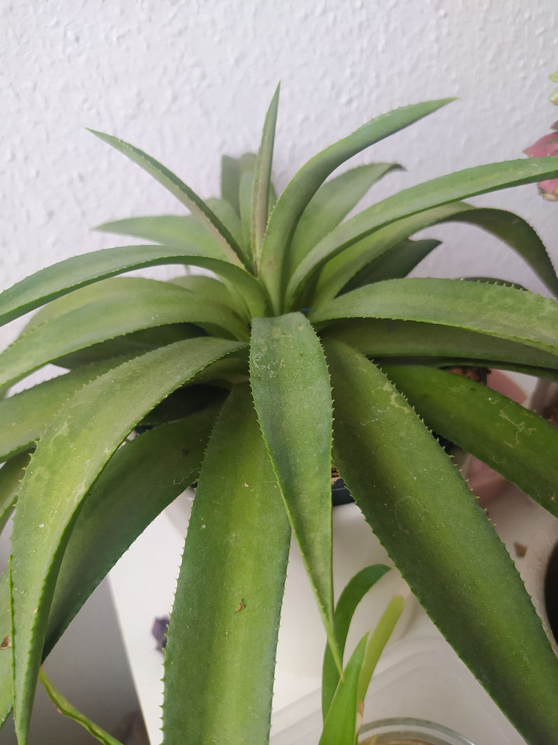 Echte Aloe — Bild 2