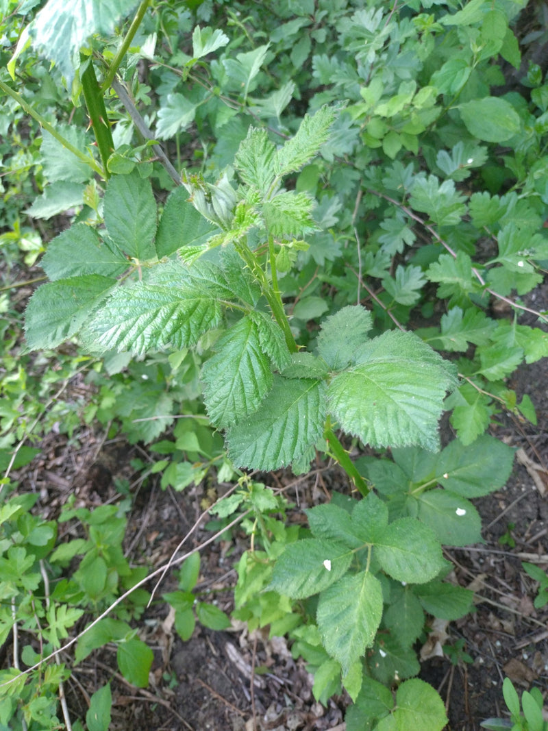 Echte Brombeere — Bild 2