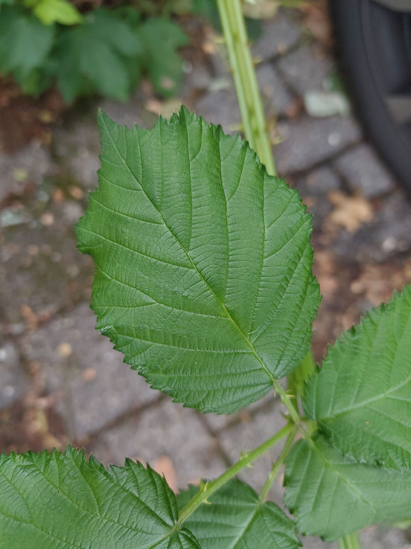 Echte Brombeere — Bild 4