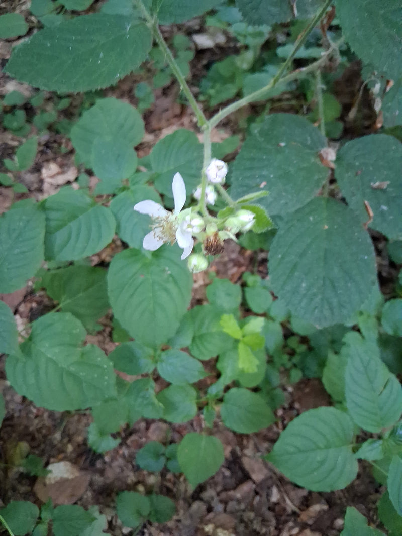 Echte Brombeere — Bild 3