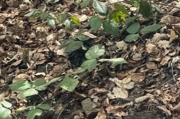 Brombeeren — Bild 4