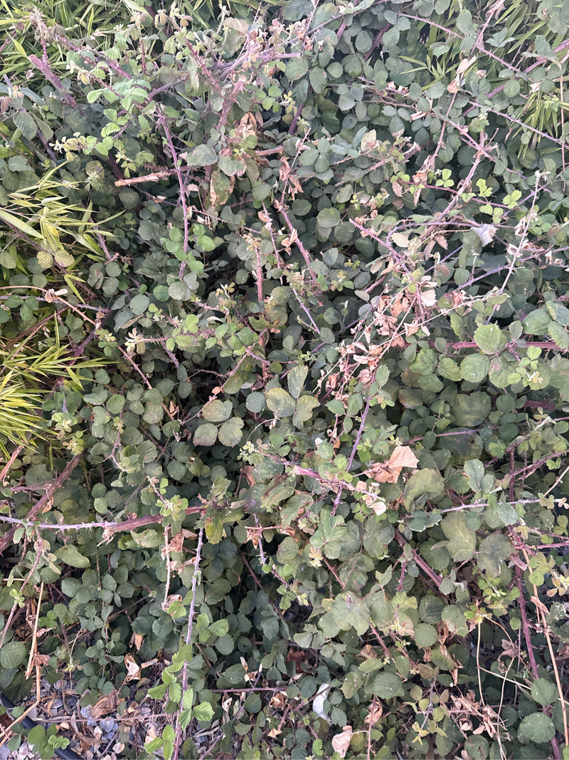 Brombeeren — Bild 2