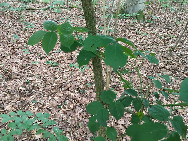 Brombeeren — Bild 1
