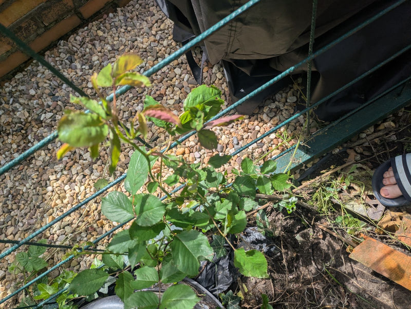 Brombeeren — Bild 3