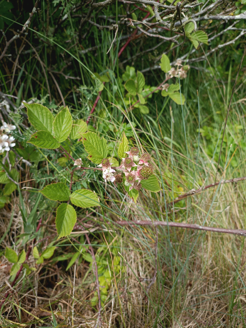 Brombeeren — Bild 5