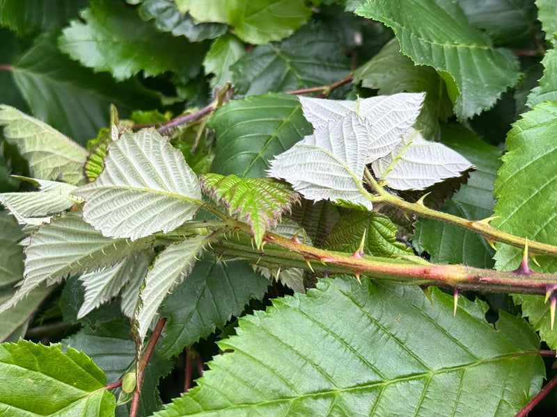 Brombeeren — Bild 5
