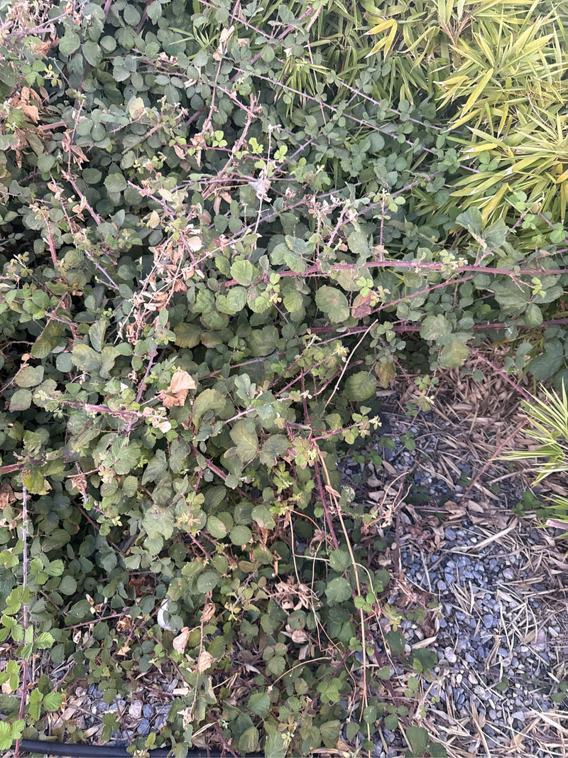 Brombeeren — Bild 1