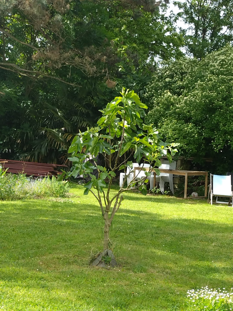 Feigenbaum — Bild 5