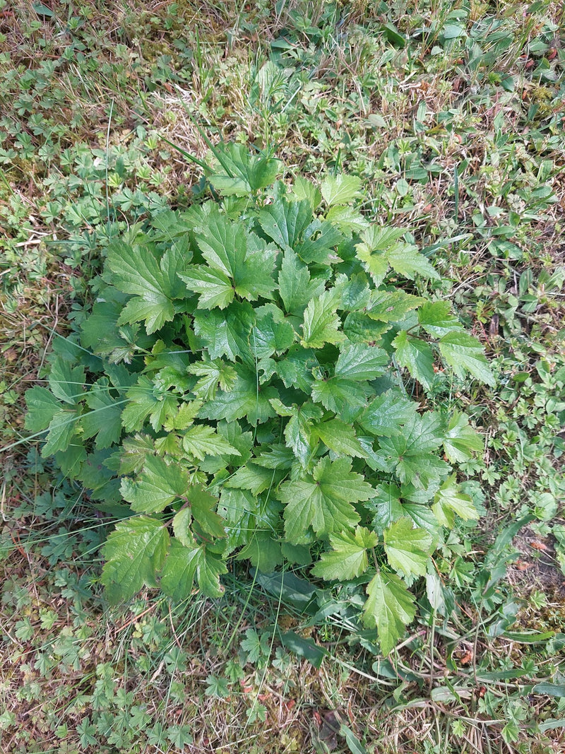 Echte Nelkenwurz — Bild 3