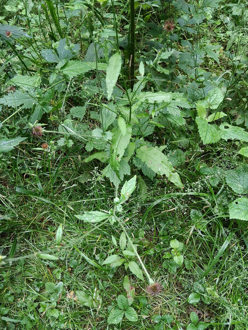 Echte Nelkenwurz — Bild 2