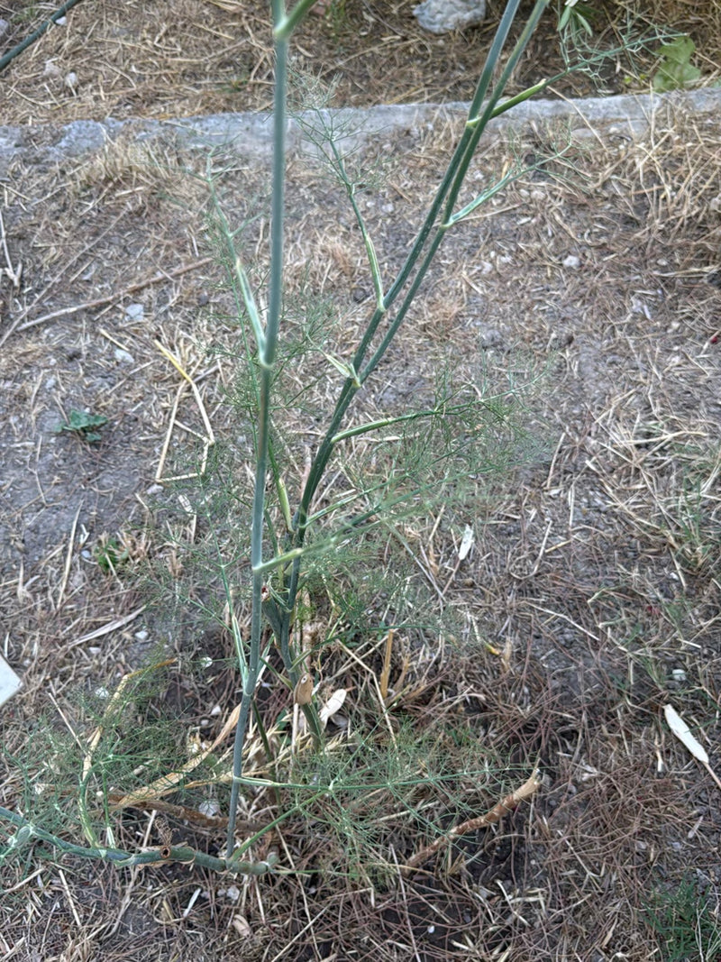 Fenchel — Bild 2