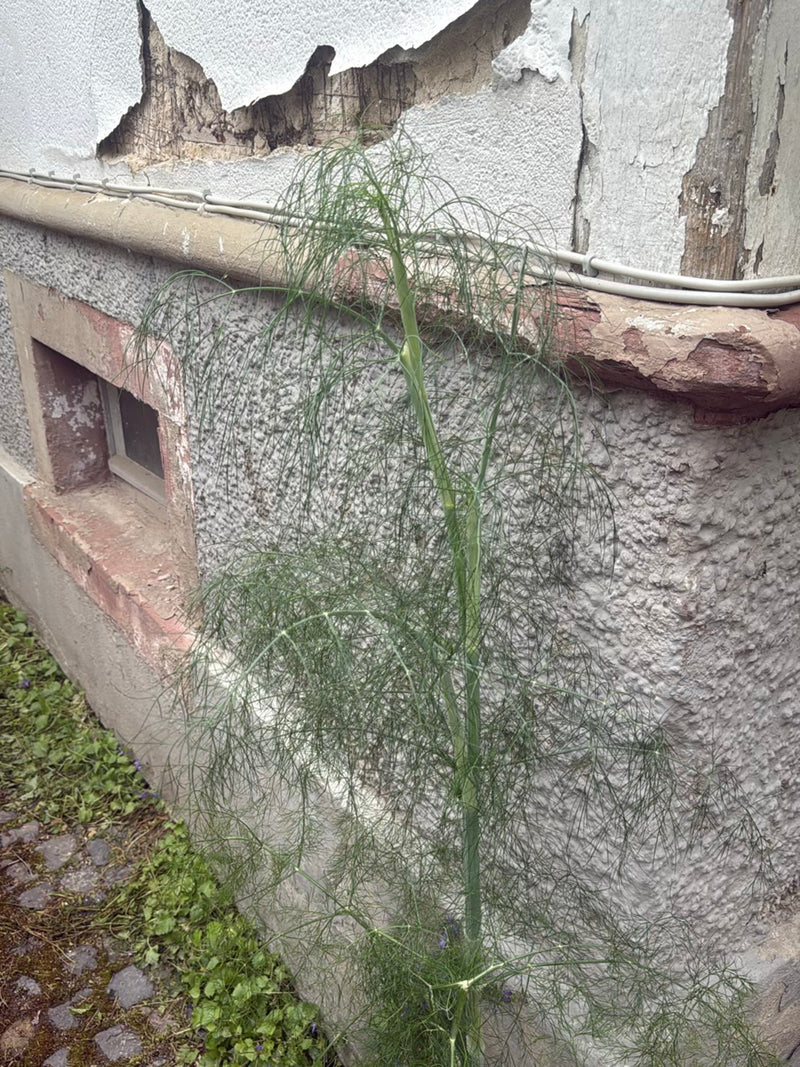 Fenchel — Bild 4
