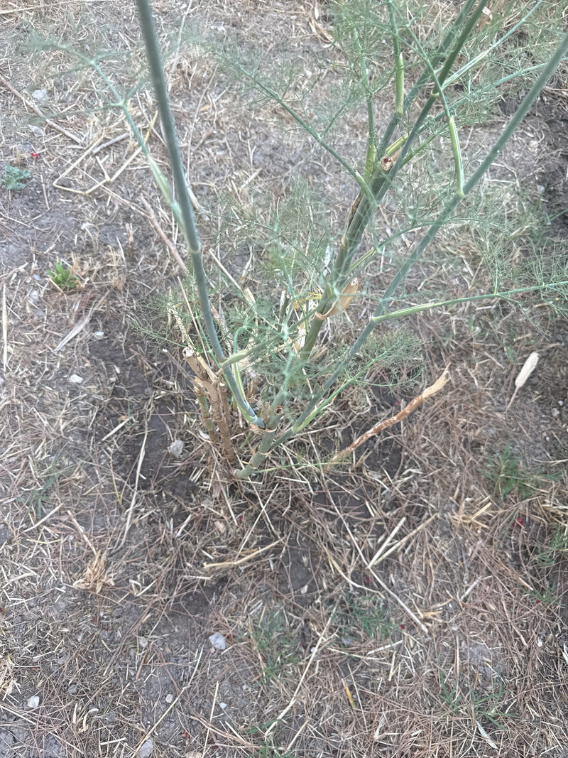 Fenchel — Bild 4