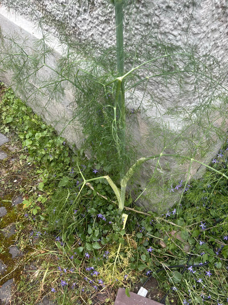 Fenchel — Bild 1