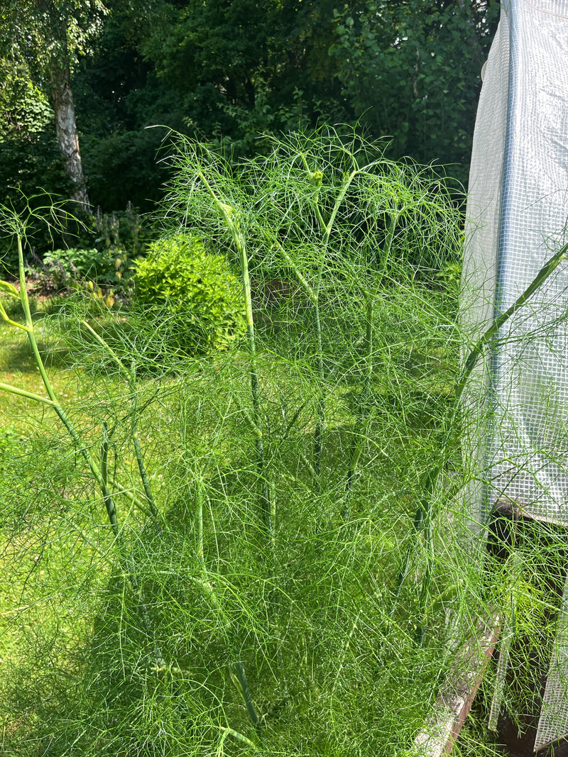 Fenchel — Bild 2