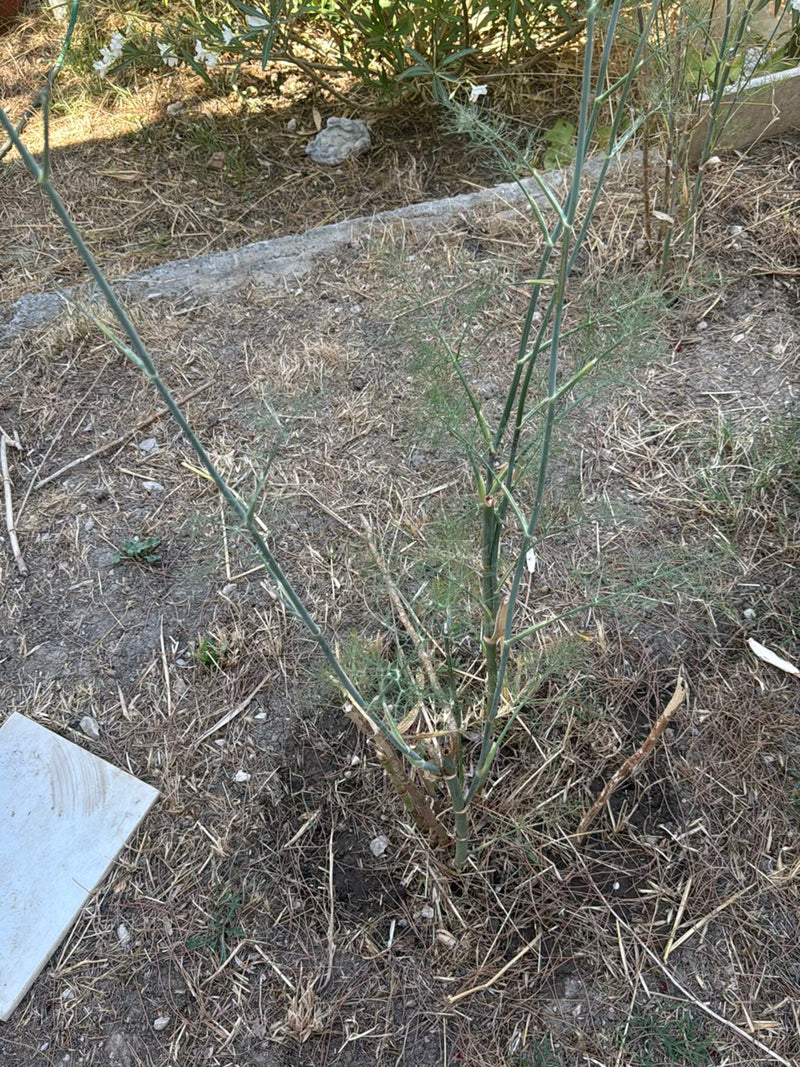 Fenchel — Bild 1