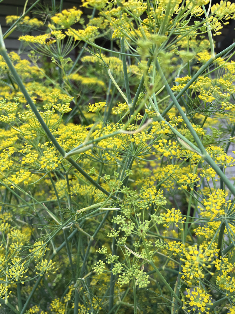 Fenchel — Bild 3