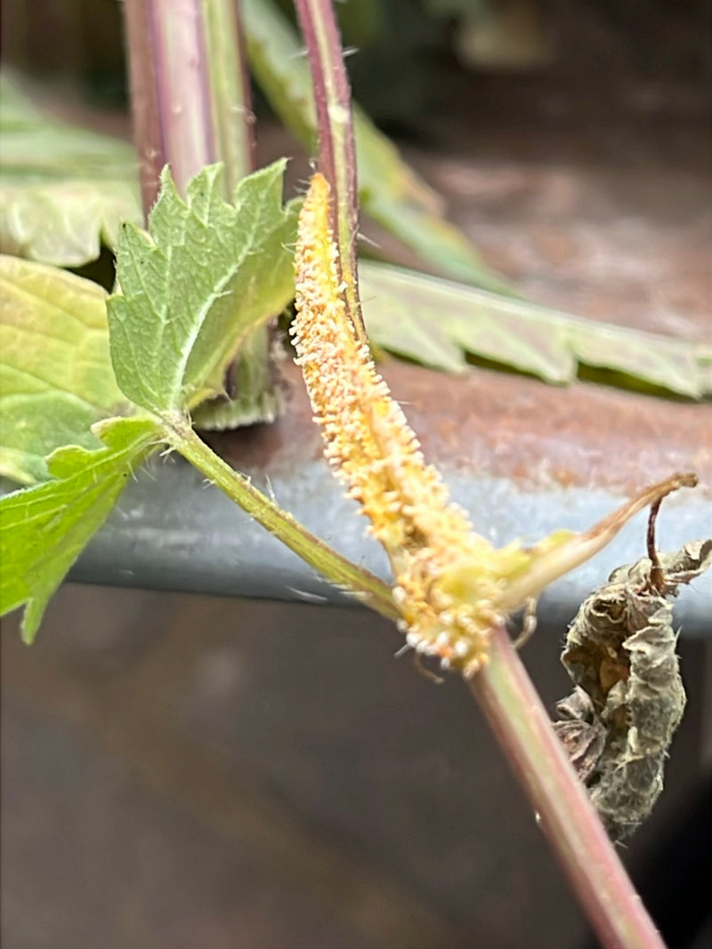 Hopfen — Bild 5