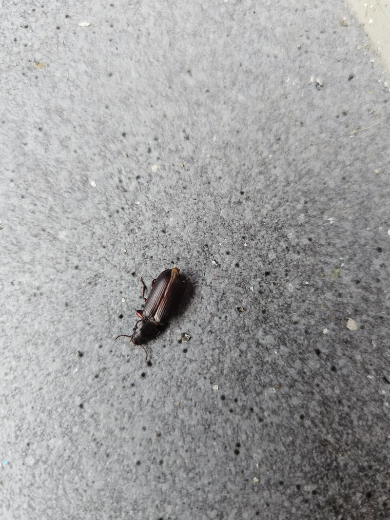 Echter Laufkäfer (Gattung Harpalus) — Bild 2