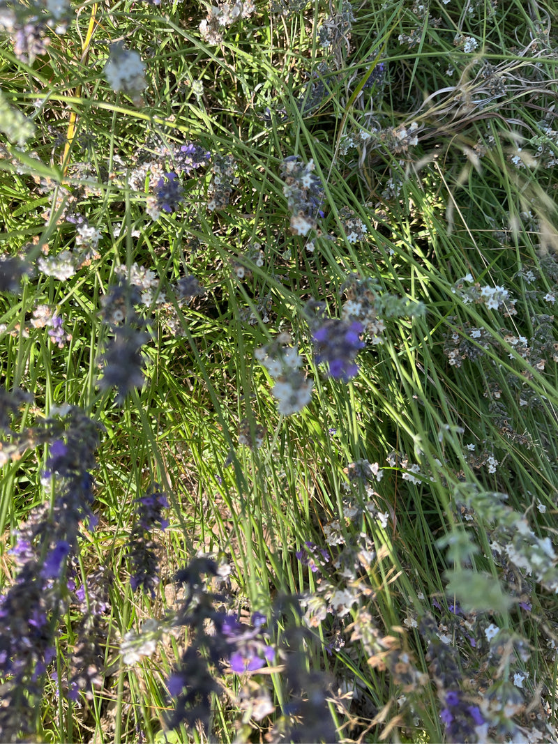 Lavendel — Bild 1