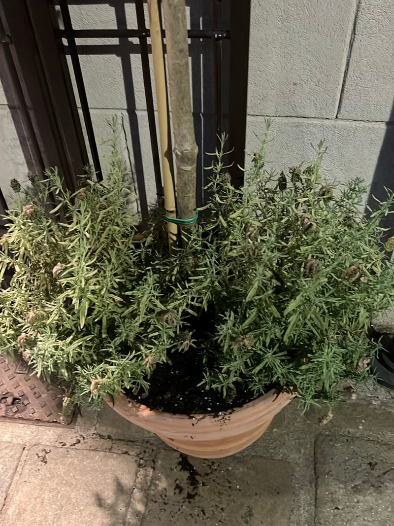Lavendel — Bild 5
