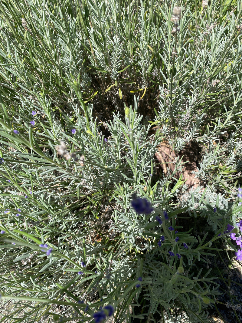Ein dichter Lavendelbusch mit charakteristischen graugrünen Blättern und ersten violetten Blütenständen von oben fotografiert.