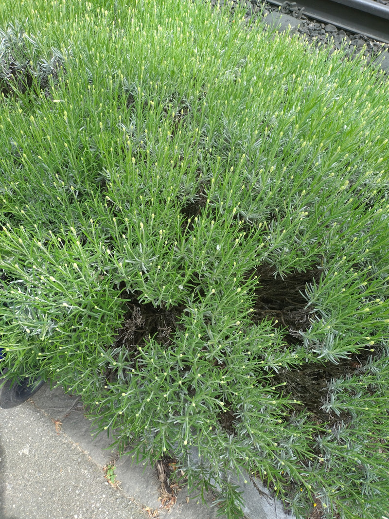 Lavendel — Bild 5