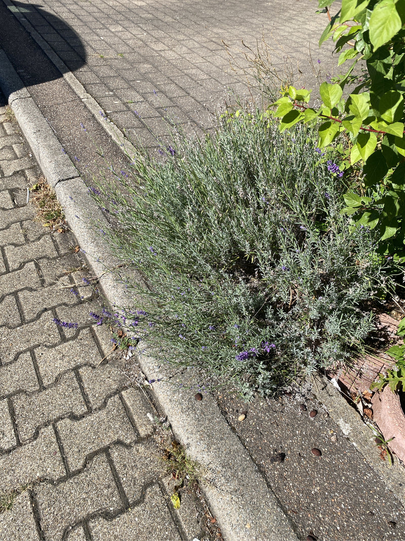 Ein buschiger Lavendel mit silbrig-grünen Blättern und violetten Blütenständen wächst am Rand eines gepflasterten Gehwegs.