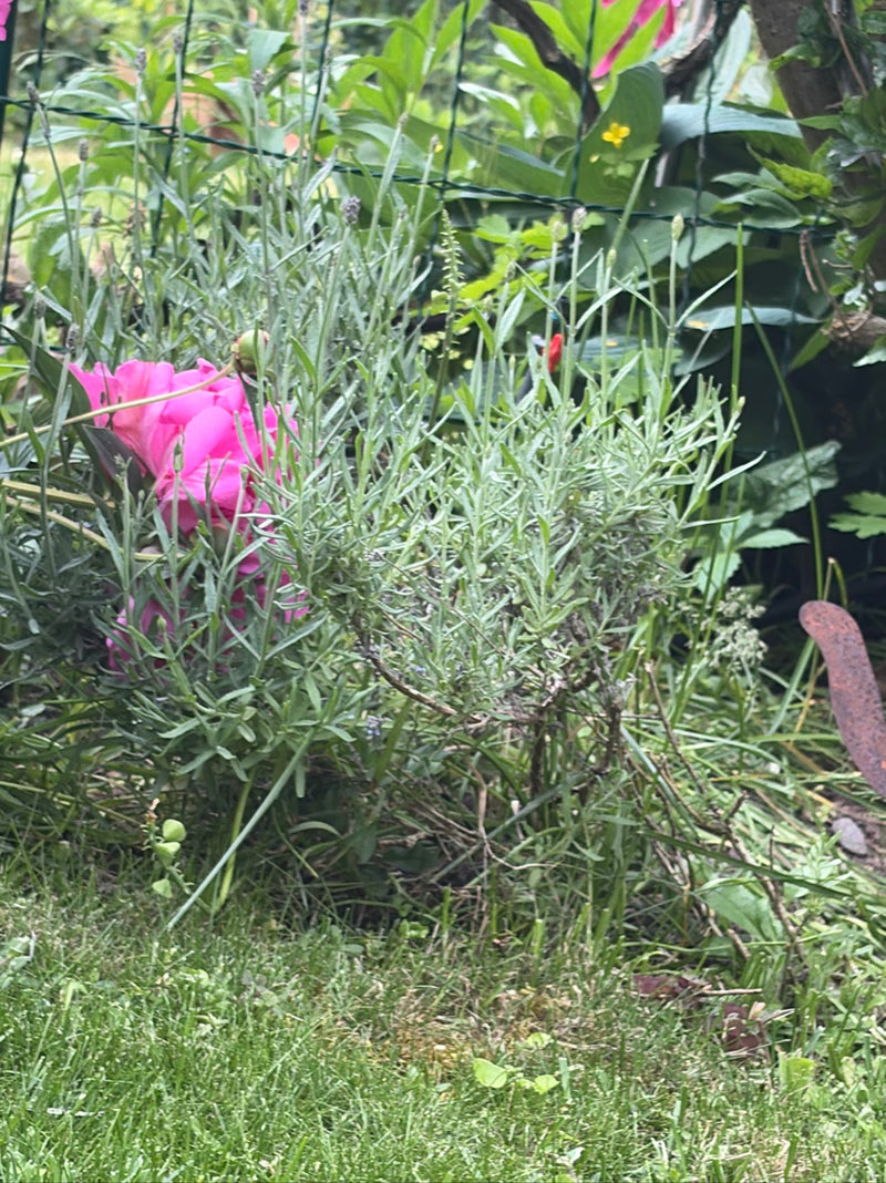 Lavendel — Bild 2