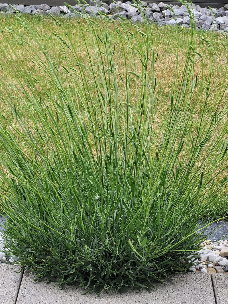 Lavendel — Bild 3