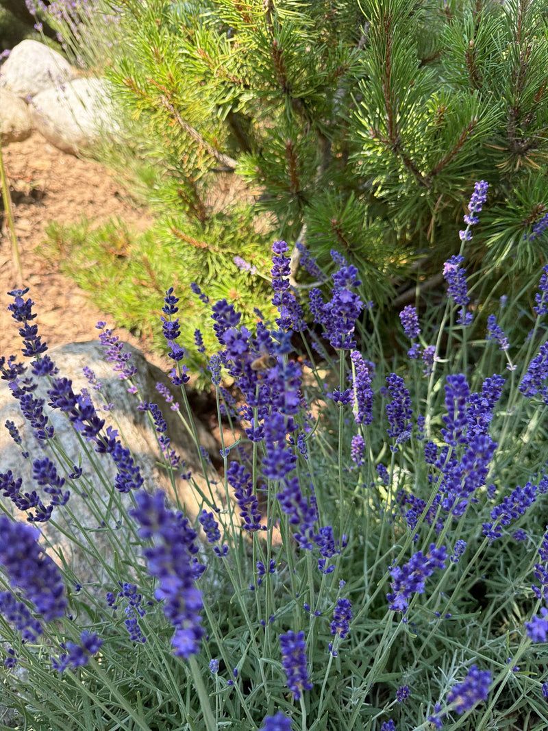 Lavendel — Bild 4