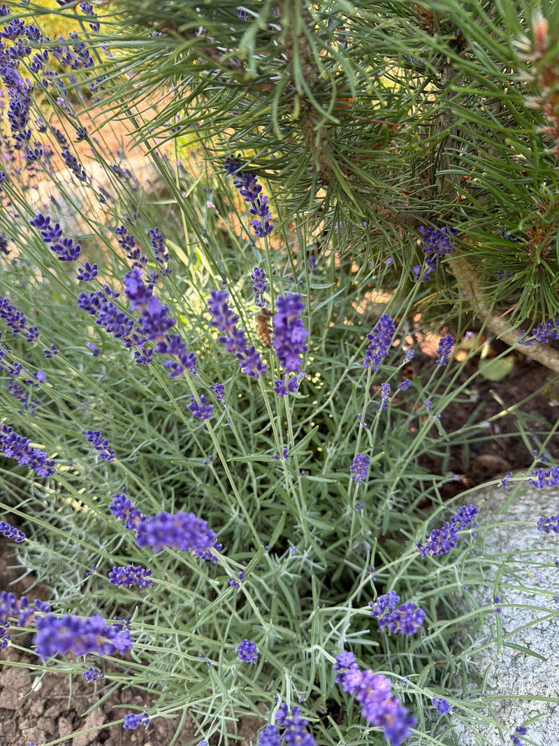 Lavendel — Bild 1